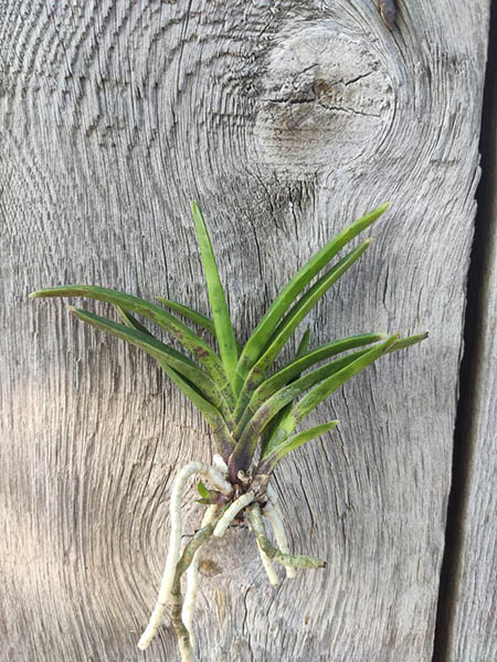 Neofinetia falcata 'Kinkosei'