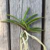 Neofinetia falcata 'Rasha Fukurin'