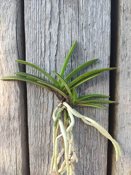 Neofinetia falcata 'Rasha Fukurin'