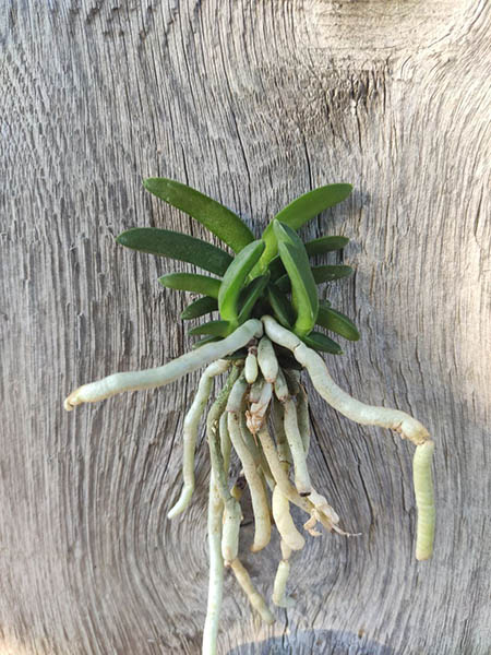 Neofinetia falcata 'Odong' (Eboshimaru Short Leaves Seedling)