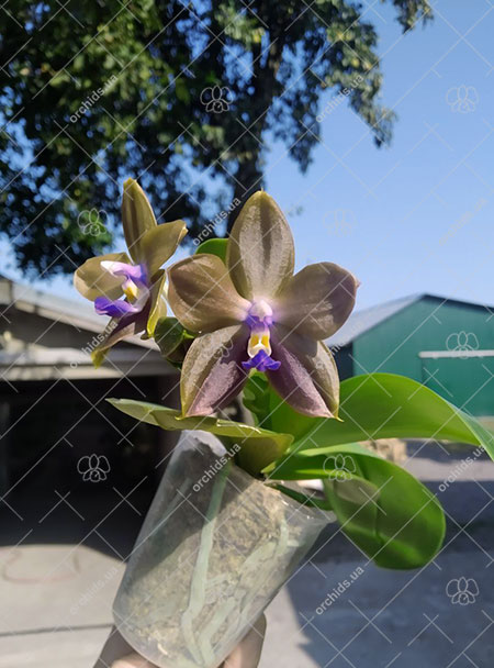 Phalaenopsis Mituo 24 Solar Terms 'Grain Rain'