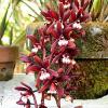 Cymbidium atropurpureum