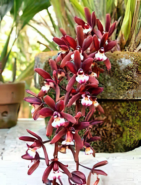 Cymbidium atropurpureum