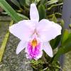 Cattleya mossiae suavissima x self