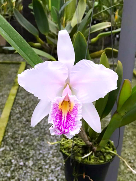 Cattleya mossiae suavissima x self