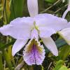 Cattleya mossiae coerulea ('134' x 'Samson') x mossiae coerulea 'BH'