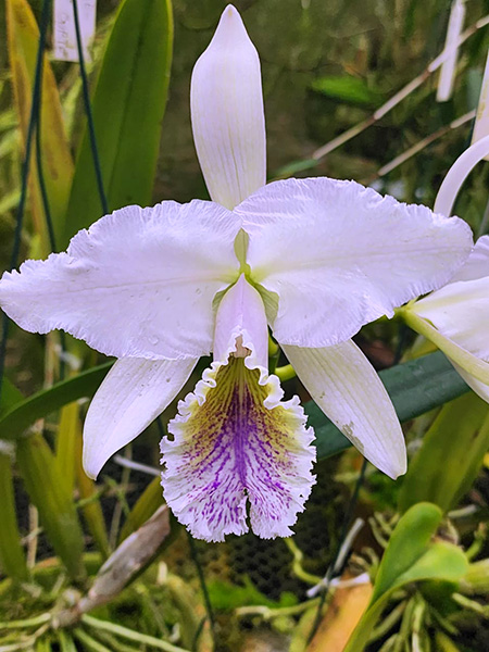 Cattleya mossiae coerulea ('134' x 'Samson') x mossiae coerulea 'BH'