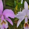 Cattleya mossiae concolor x mossiae coerulea (MD)