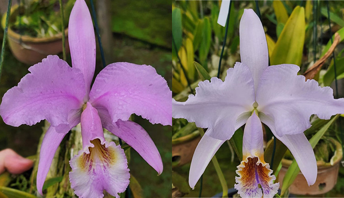 Cattleya mossiae concolor x mossiae coerulea (MD)