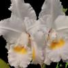 Cattleya schroederae (petaloides x South Cross)