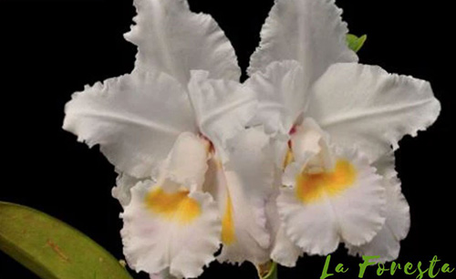 Cattleya schroederae (petaloides x South Cross)