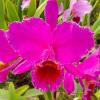 Cattleya percivaliana rubra 'Amizade'