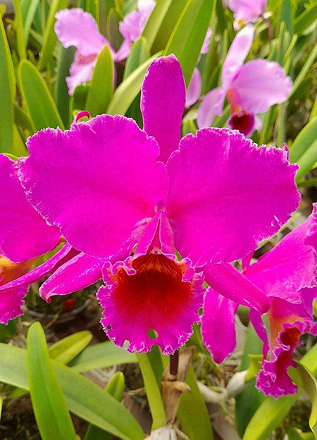 Cattleya percivaliana rubra 'Amizade'