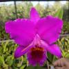 Cattleya percivaliana rubra '#01'