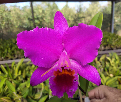 Cattleya percivaliana rubra '#01'