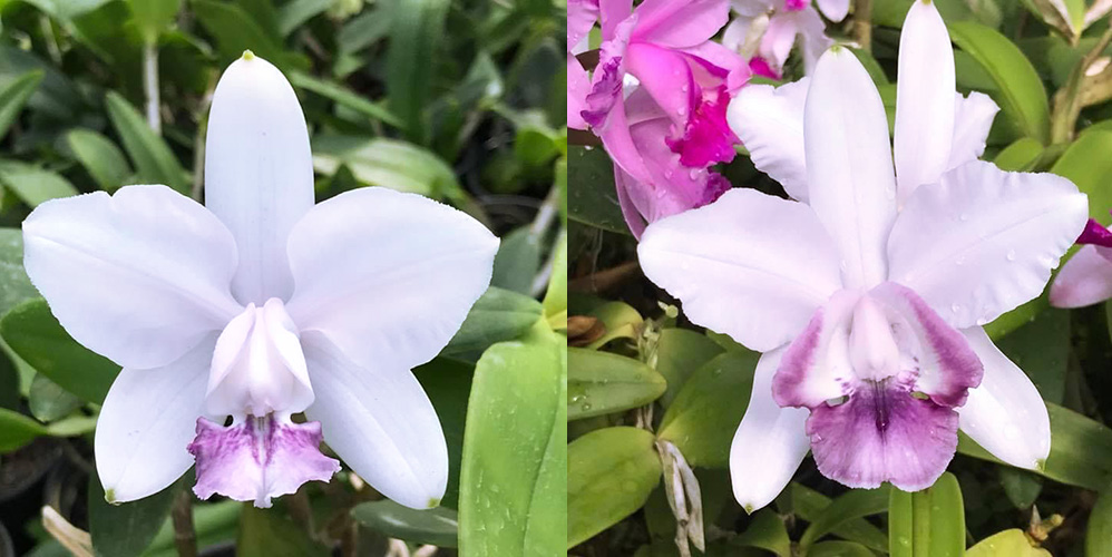 Cattleya intermedia ametista 'Akira' x  intermedia ametista 'Flavio'