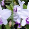 Cattleya intermedia marginata coerulea 'CG' x intermedia coerulea 'Blue Sky'