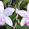 Cattleya intermedia suave 'Rosa Cruz' x intermedia suave 'Jaqueline'