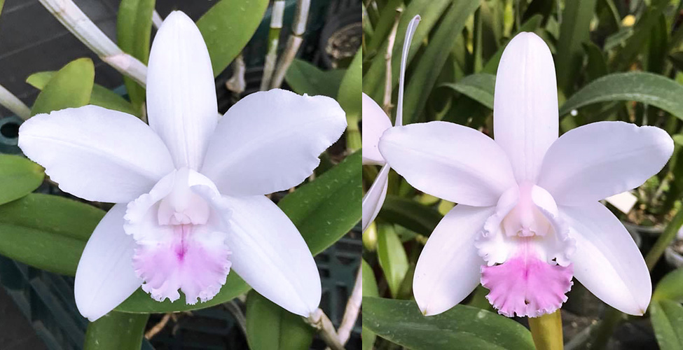 Cattleya intermedia suave 'Rosa Cruz' x intermedia suave 'Jaqueline'