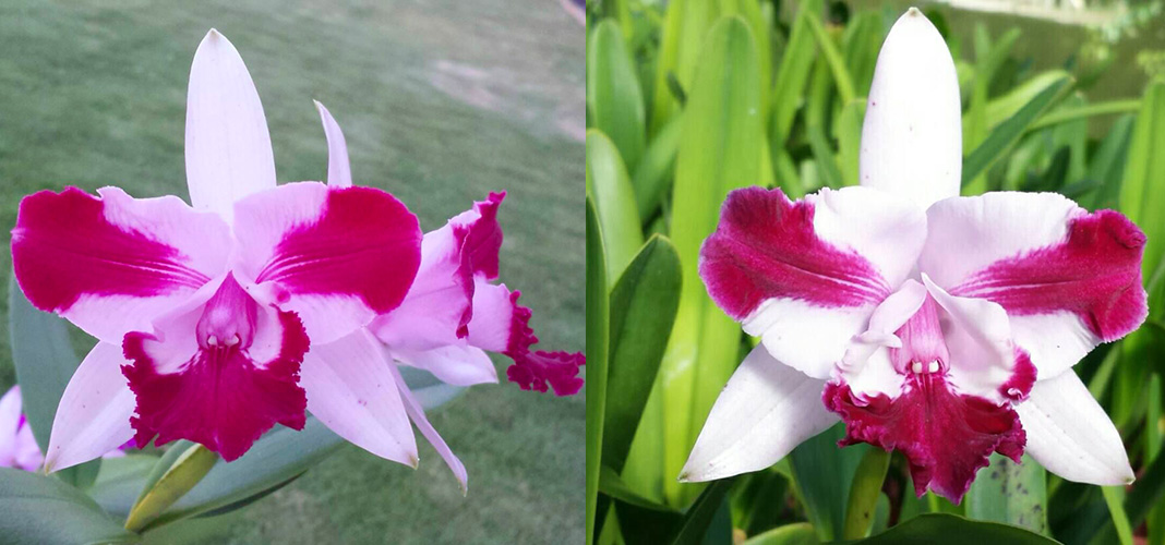 Cattleya intermedia vinicolor flamea 'Tanat' x intermedia vinicolor flamea 'Syrah'