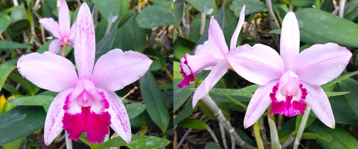 Cattleya intermedia vinicolor '1025 CG' x intermedia vinicolor 'Gramado'