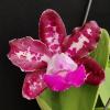 Cattleya Royal Cognac 'Wilson'