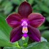 Phalaenopsis Mituo Obsidian 'Neptune'