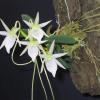 Angraecum aloifolium