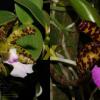 Сattleya aclandiae (albina maculata 'AWZ' x tipo 'Marcelo Miranda')