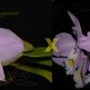 Laeliocattleya Ericoi (Laelia praestans concolor x Cattleya warneri concolor 'Sao Gabriel')