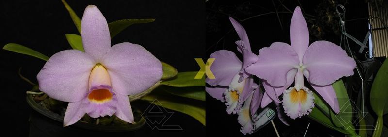 Laeliocattleya Ericoi (Laelia praestans concolor x Cattleya warneri concolor 'Sao Gabriel')