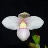 Phragmipedium anguloi