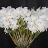 Dendrobium infundibulum