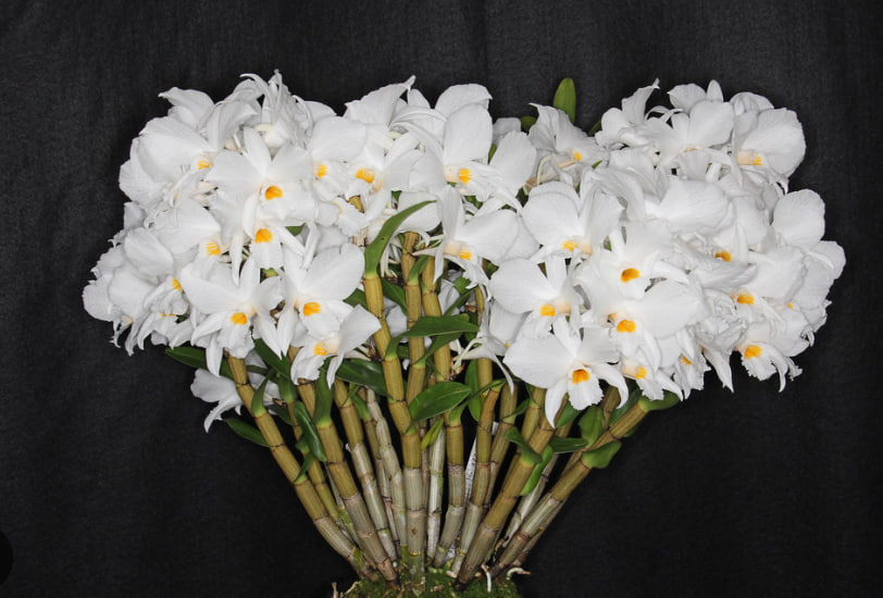 Dendrobium infundibulum