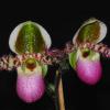 Paphiopedilum liemianum