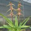 Paphiopedilum Sunlight Rothschild