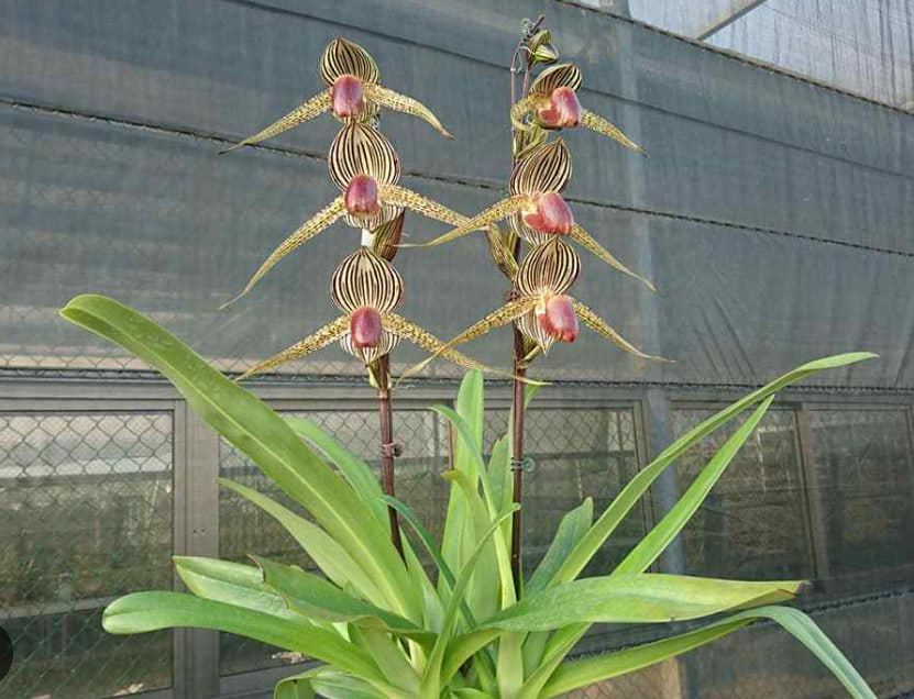 Paphiopedilum Sunlight Rothschild