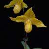 Paphiopedilum Lady Isabel x armeniacum