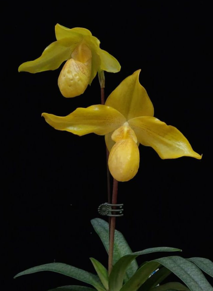 Paphiopedilum Lady Isabel x armeniacum