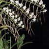 Aerangis cryptodon