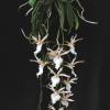 Eurychone galeandrae x  Aerangis kotschyana
