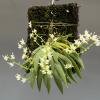 Ornithocephalus gladiatus var bonplandii
