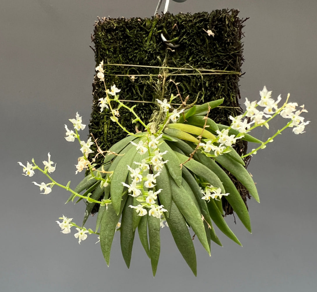 Ornithocephalus gladiatus var bonplandii