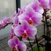 Phalaenopsis I-Hsin TEM0105