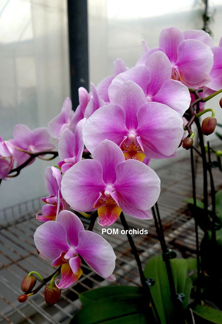 Phalaenopsis I-Hsin TEM0105