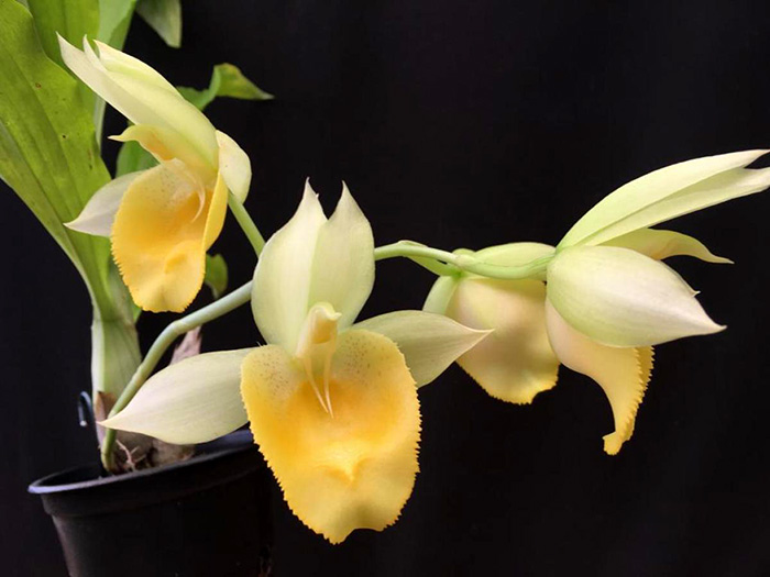 Catasetum (Joao Stivalli x vinaceum amarelo)