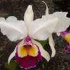 Cattleya  x Hardyana (dowiana x warcsewiczii alba)