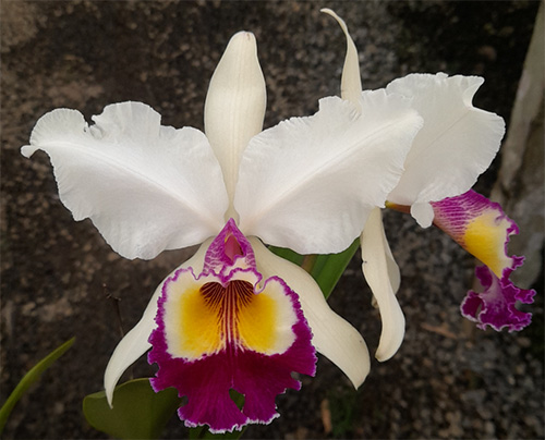 Cattleya  x Hardyana (dowiana x warcsewiczii alba)
