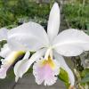 Cattleya labiata amesiana