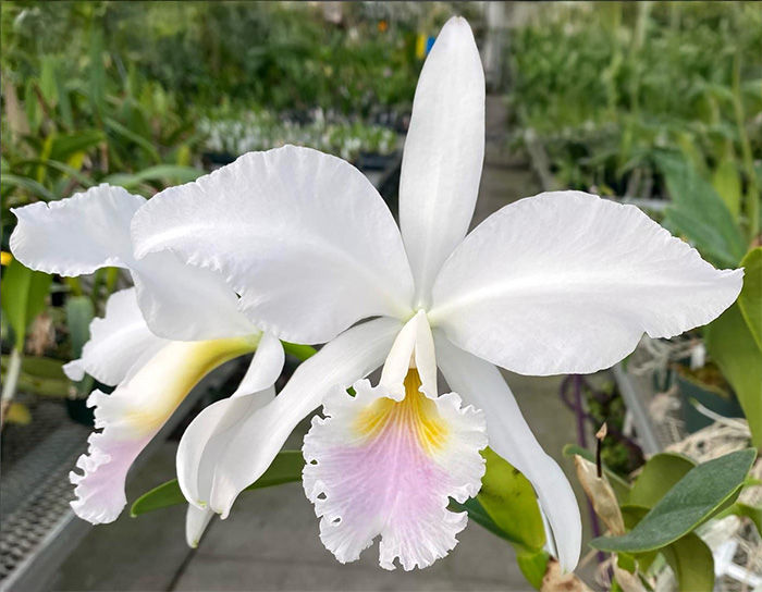Cattleya labiata amesiana